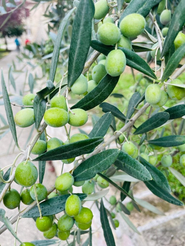 359ee032-534d-438c-ba0a-71d96c8da2c0